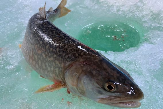 A beautiful lake trout lays on the ice next to a hole drilled for ice fishing. 