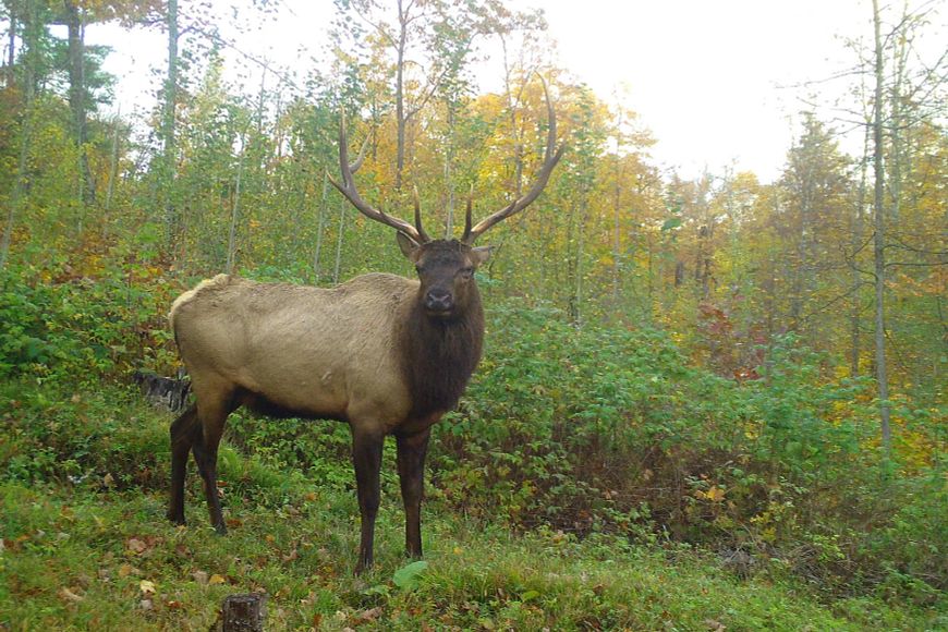 An large bull elk stands along a line of shrubs on the edge of a dense forest.