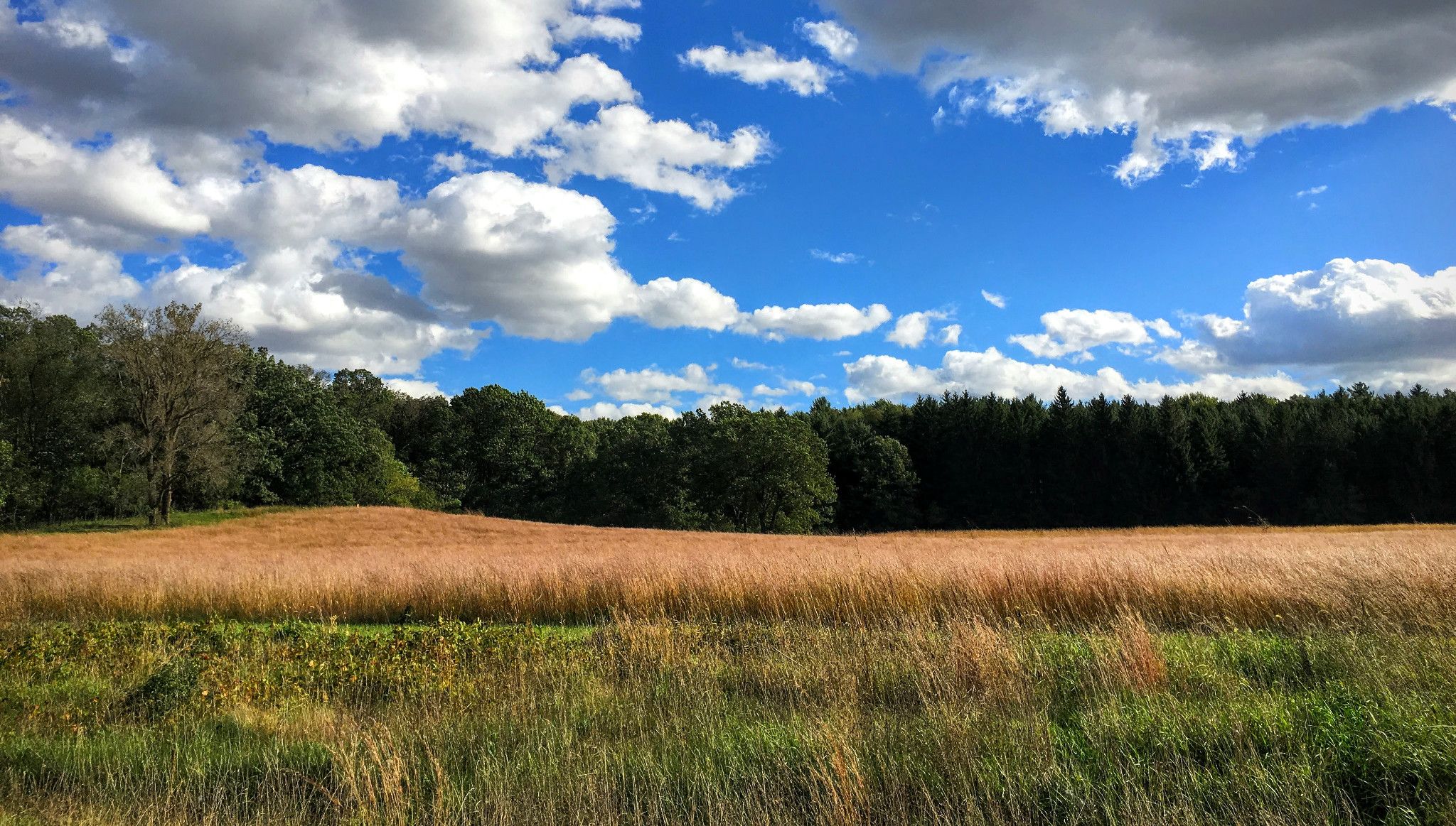 An image of a Wisconsin prairie. 