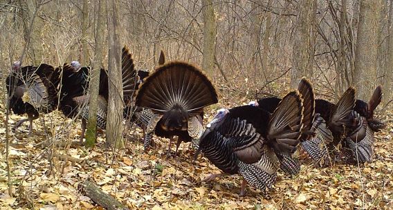 multiple wild turkeys in the woods