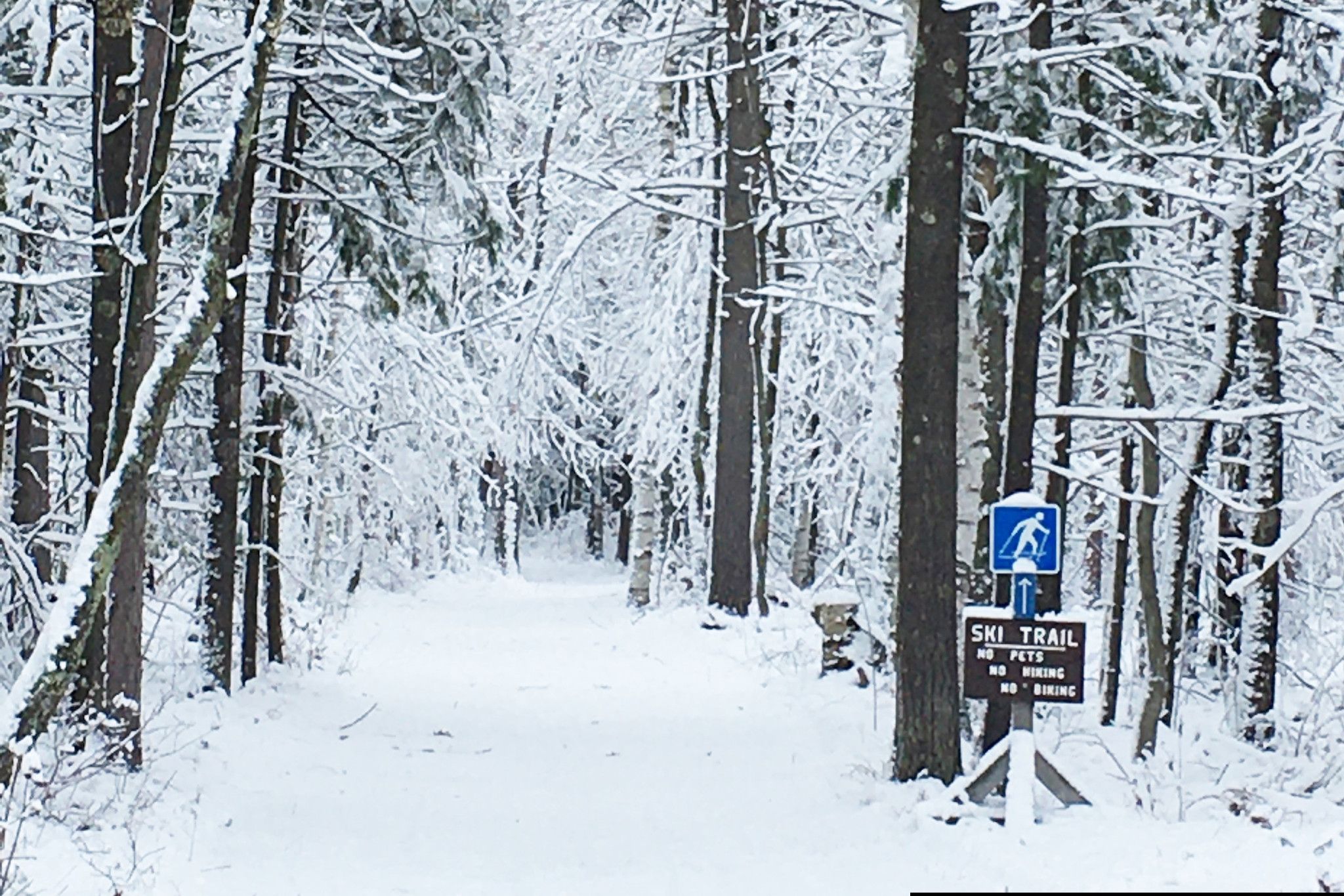 A ski trail at Potawatomi State Park with the trees covered with a fresh layer of snow. 