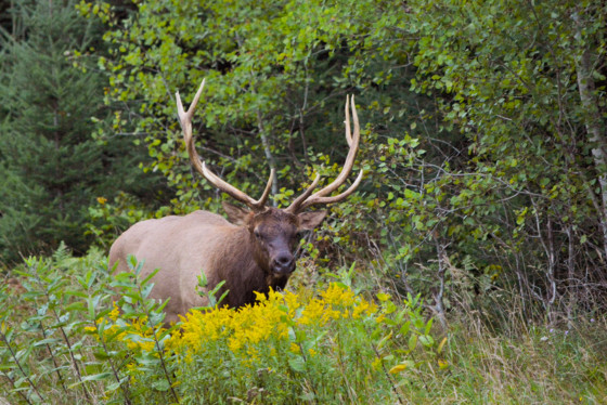 An elk standing in a field stares at the camera.