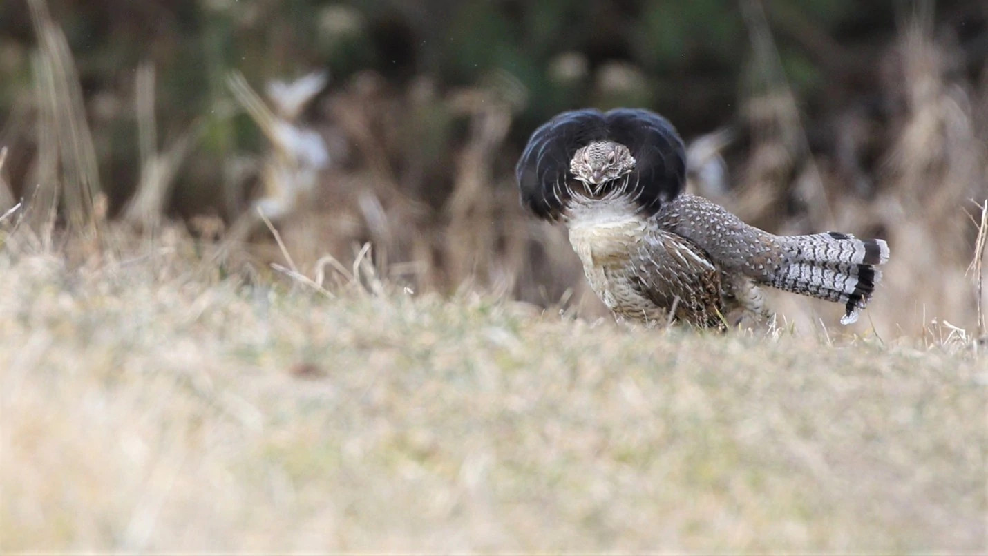 ruffed grouse displaying feathers in a field