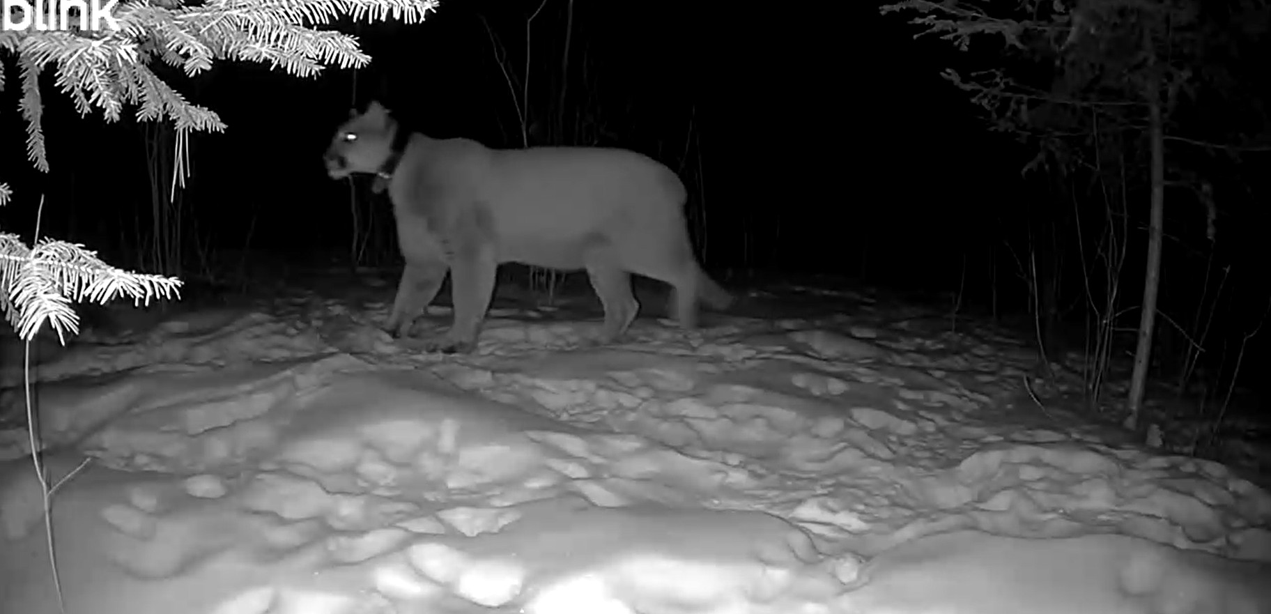 Screenshot 2026-02-04 135030.jpeg