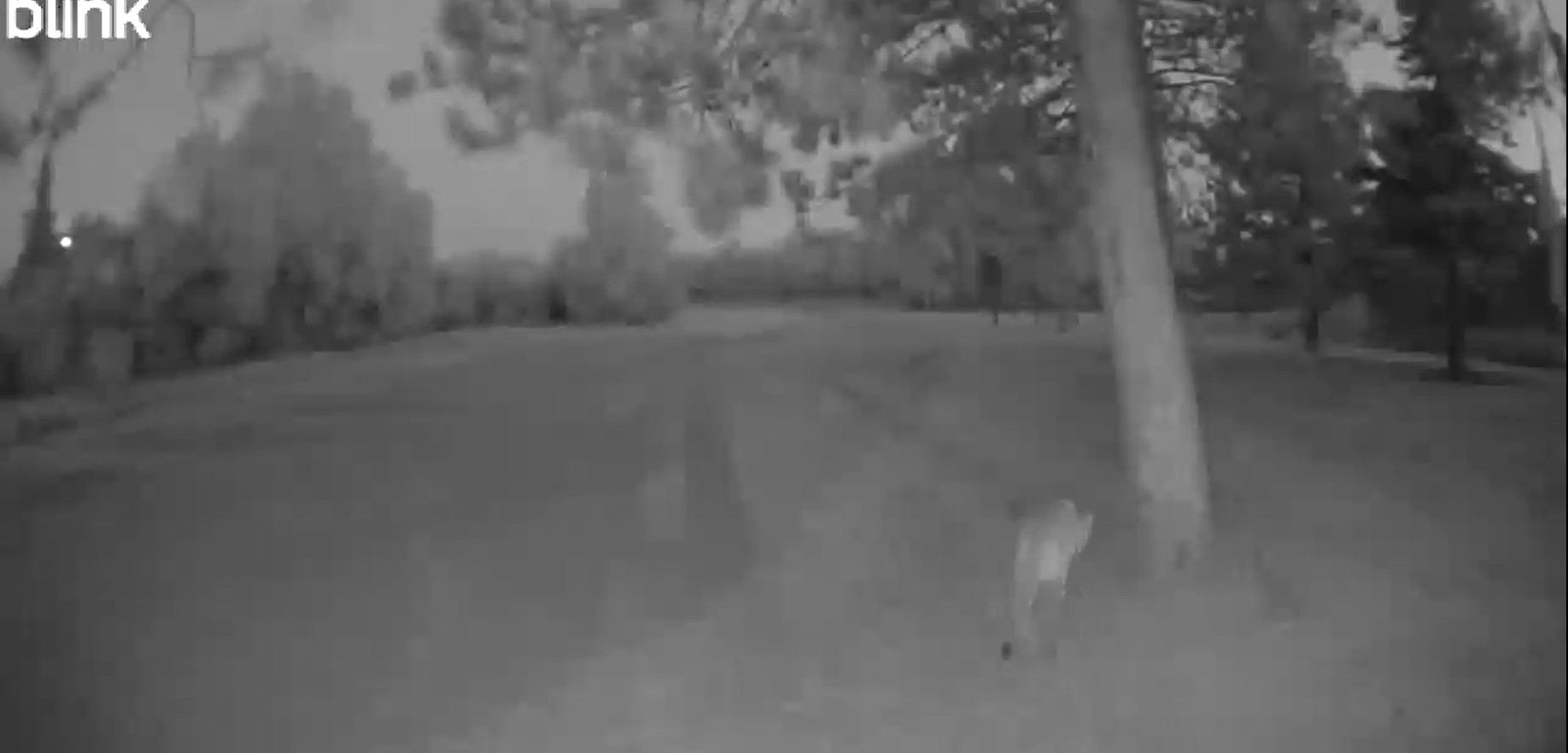 Black and white security camera image of a cougar walking away from the camera.