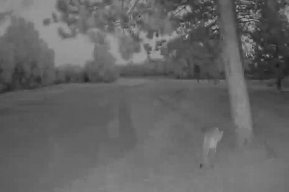 Black and white security camera image of a cougar walking away from the camera.