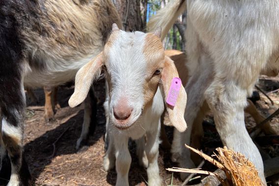 Baby goat in Brule River State Forest