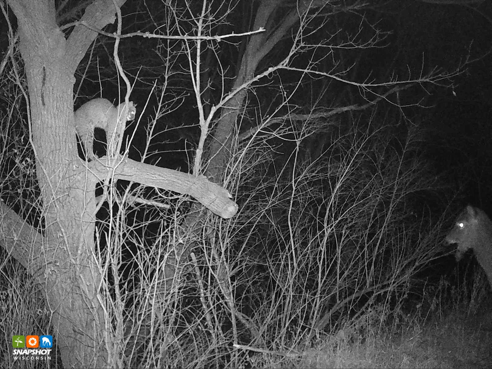 Bobcat_Deer_Monroe_20440238.jpg