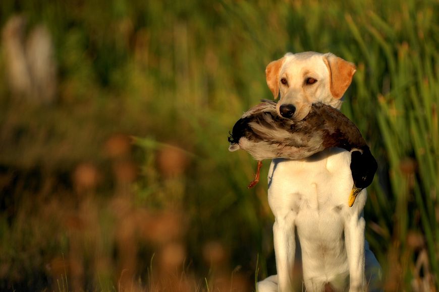 A yellow lab holding a bird in its mouth.
