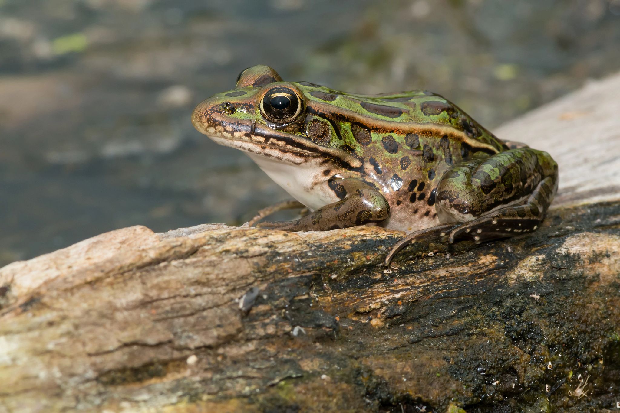 Frogs Of Wisconsin Wisconsin DNR frogs-of-wisconsin-wisconsin-dnr