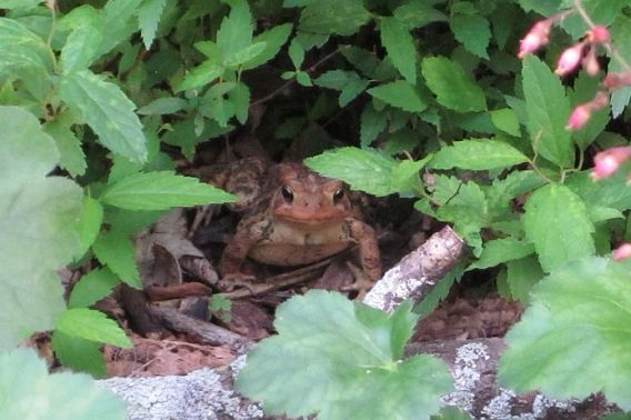 American toad in garden