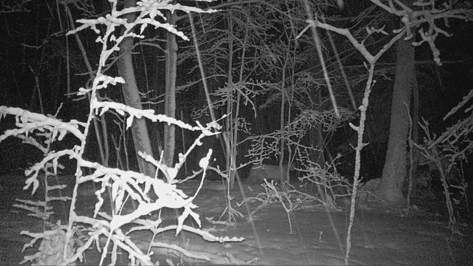 A cougar was captured on a trail camera in the woods at night.