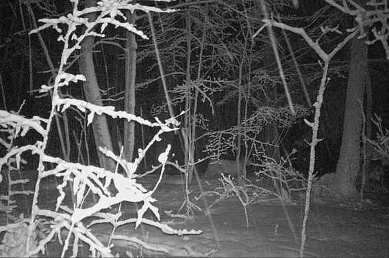 A cougar was captured on a trail camera in the woods at night.