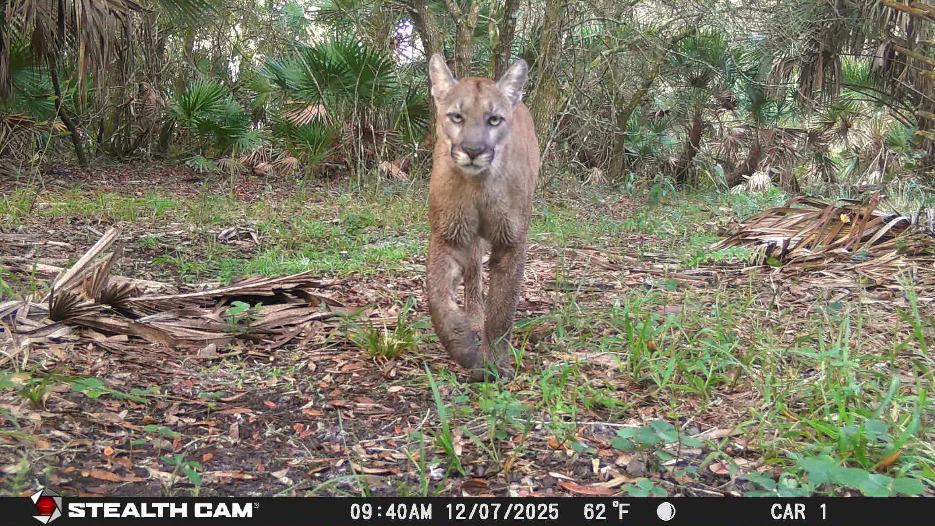 A panther walks toward a trail camera in a subtropical forest.