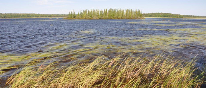 Wild rice growing in blue water. 