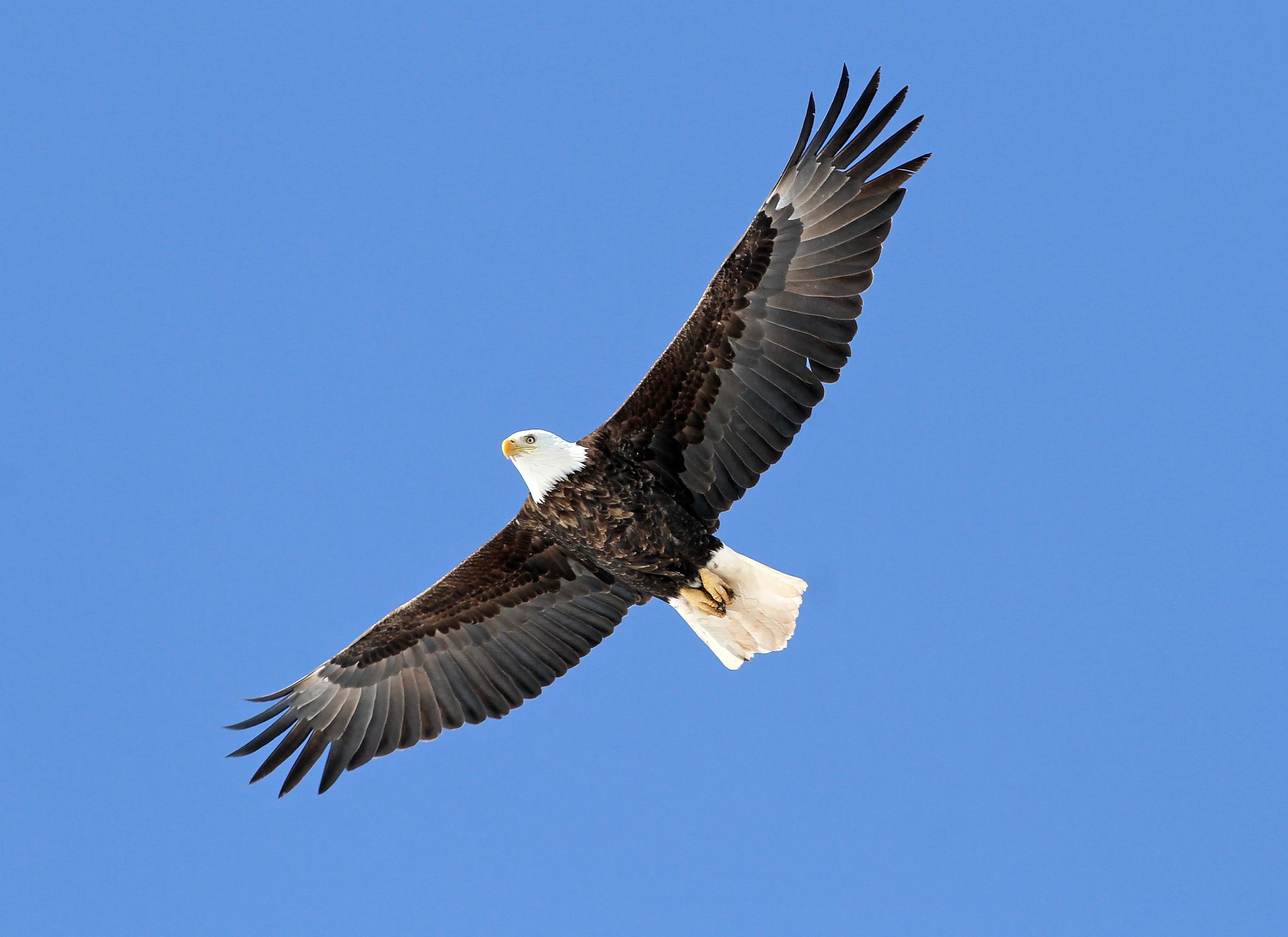 A bald eagle soars in a clear blue sky.