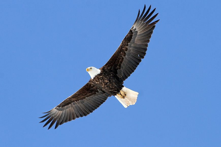 a bald eagle flying in blue skies