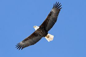 Ferry-Bluff_bald-eagle_Ryan-Brady.jpg