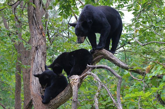Three black bears in a tree. 