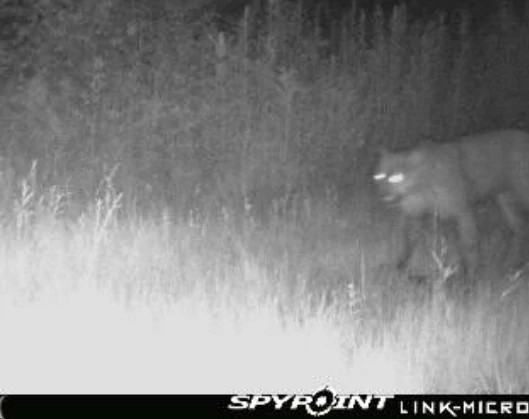 Florence Cougar 2025.jpeg