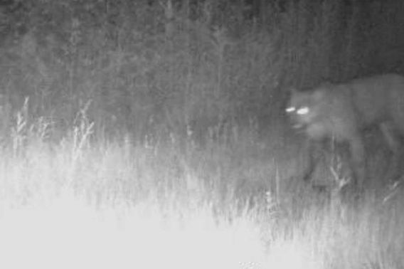 Florence Cougar 2025.jpeg