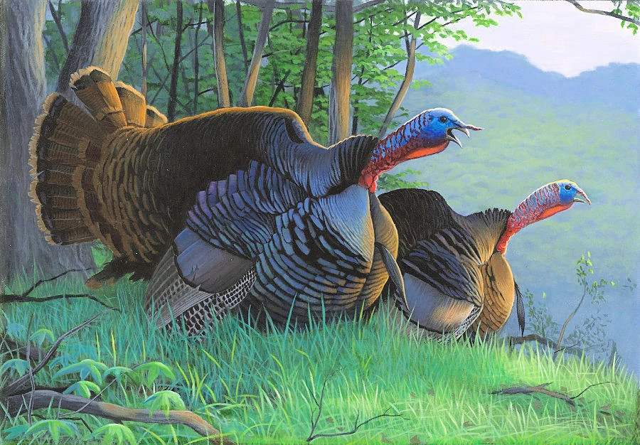 2021 Wild Turkey Stamp by Caleb Metrich of Lake Tomahawk