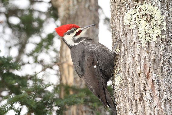 pileated woodpecker