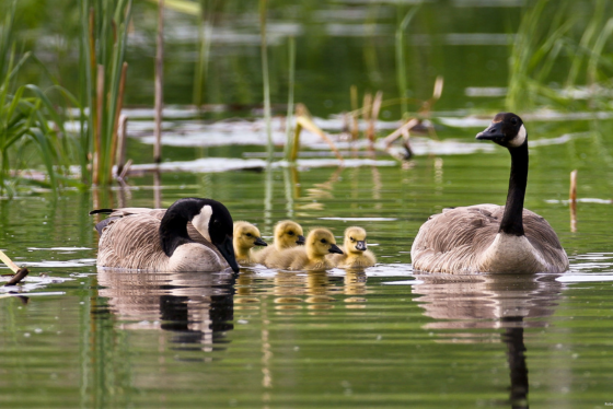 Four goslings swim, flanked by two parents. 