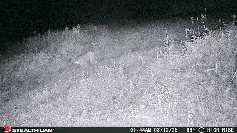 A night photo of a cougar taken by a trail camera on a grassy hill.