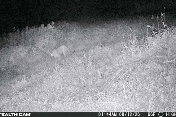 A night photo of a cougar taken by a trail camera on a grassy hill.