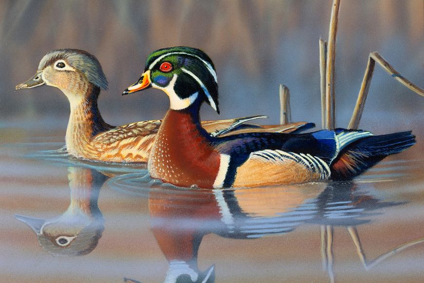 A painting of two wood ducks, one drake and one hen, floating on still water.