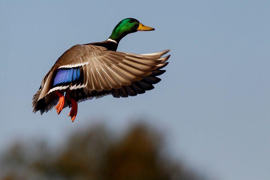 A close-up of a drake mallard flying through a clear sky.