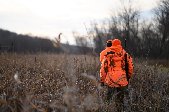 Two hunters, both in blaze orange, walking through a cornfield with a wooded area in the background.