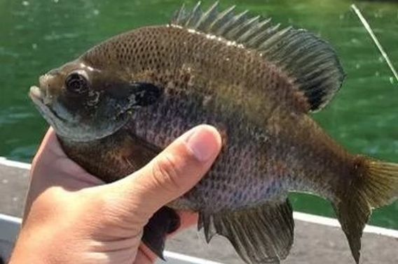 hand holding a bluegill