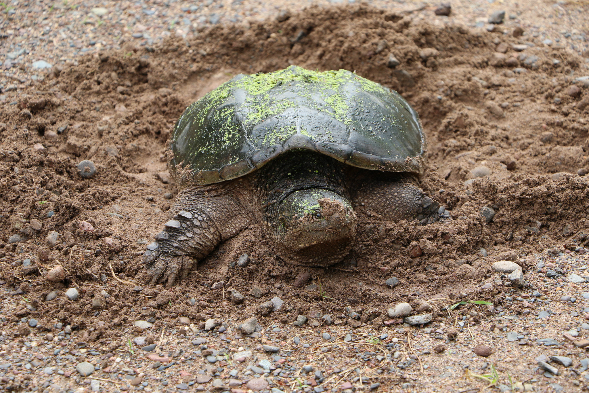 snapping turtle nesting in sand