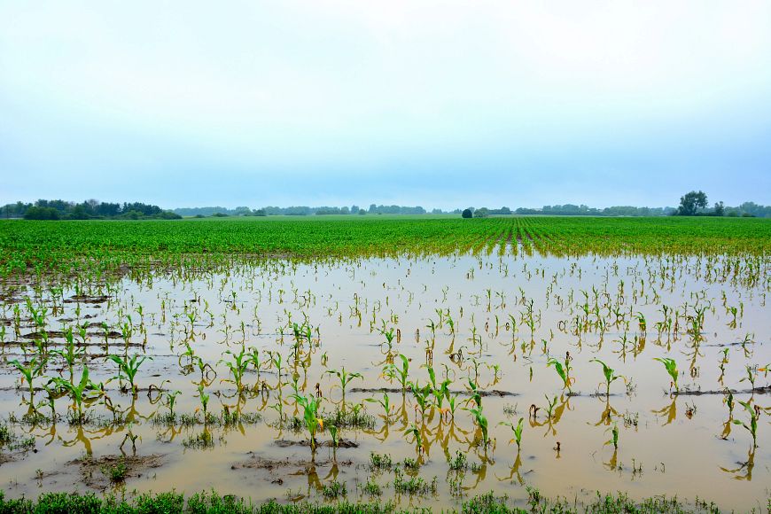 A flooded field with crops