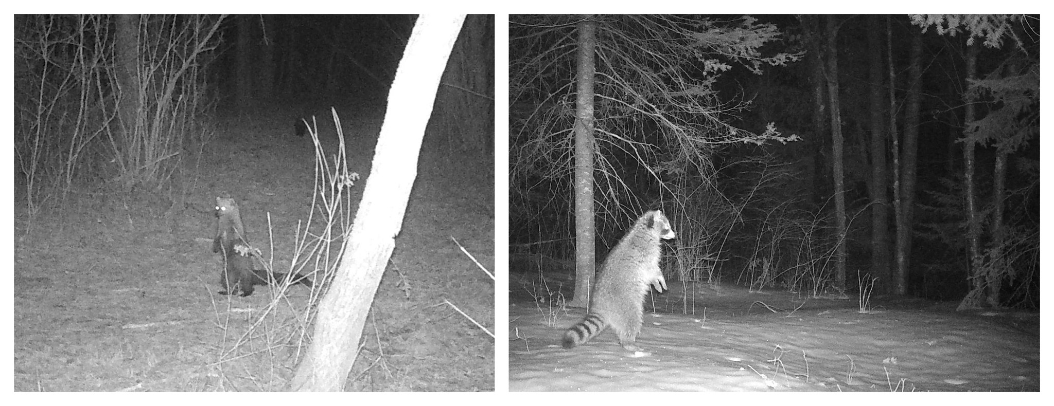 uprightfisherraccoon.jpg