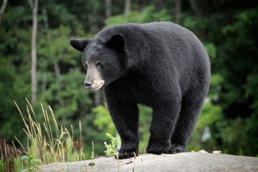 A black bear stands on a rock and looks down. A green forest is in the background.