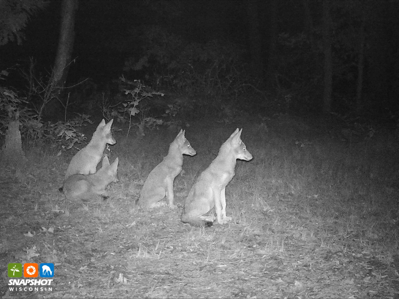 coyote_adams_32060334.jpg