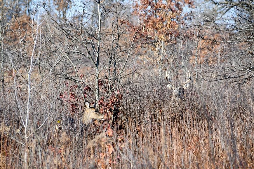 two deer in the fall in tall grasses