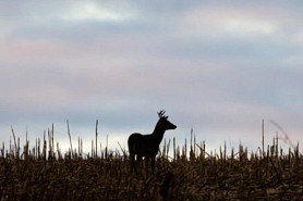 deer_istock_michael-tatman_3_sq.jpg