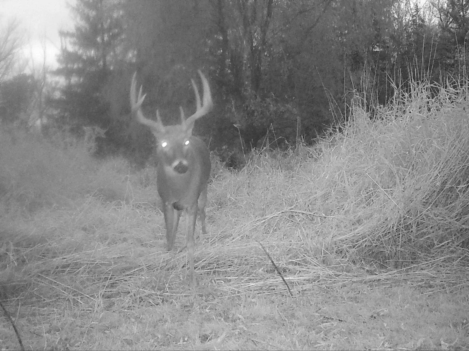 An antlered deer stands in a clearing at the edge of a forest at twilight.