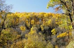 372_Portland_maples.jpeg