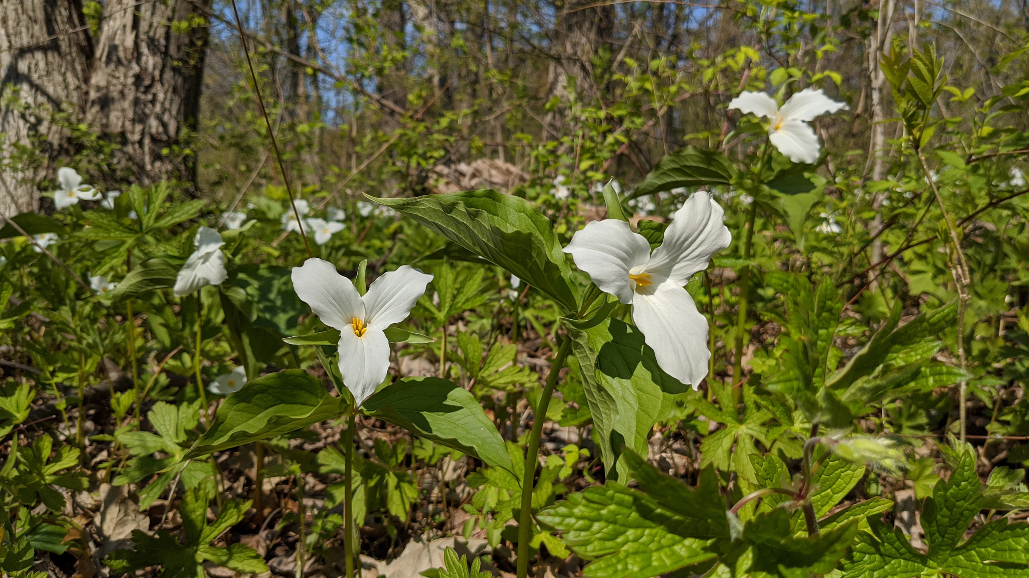 Wildflowers of Mirror Lake State Park | Wisconsin DNR