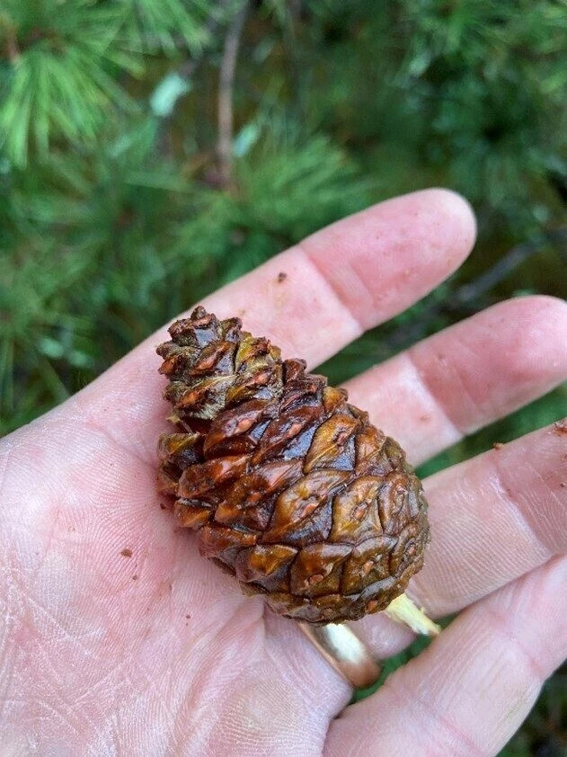 A mature red pine cone with red-brown tips