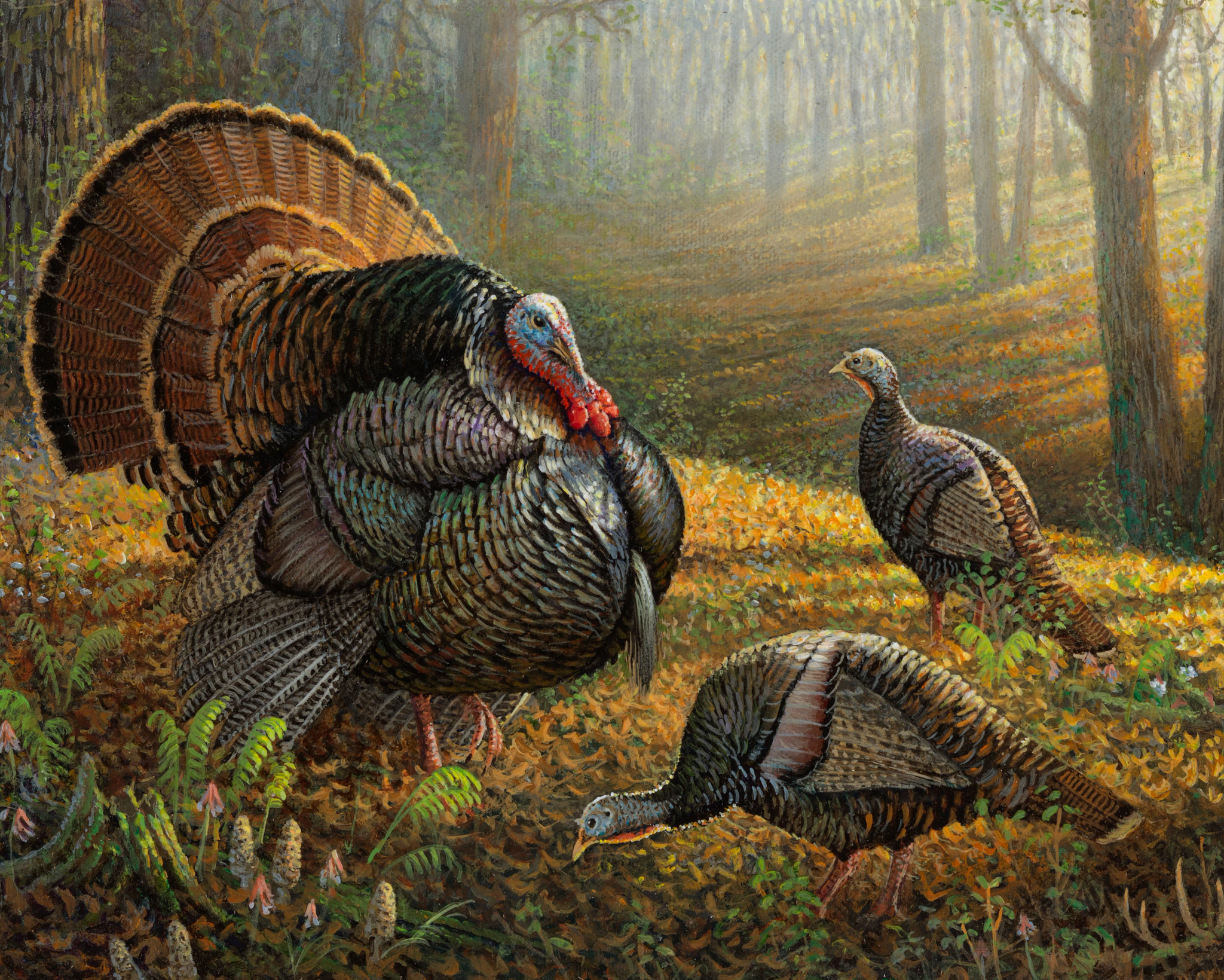 painting of tom turkey displaying in front of two females in a field