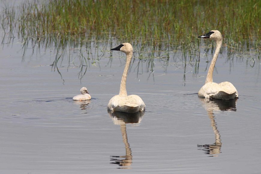 two adult trumpeter swans with a Cygnet swimming in water