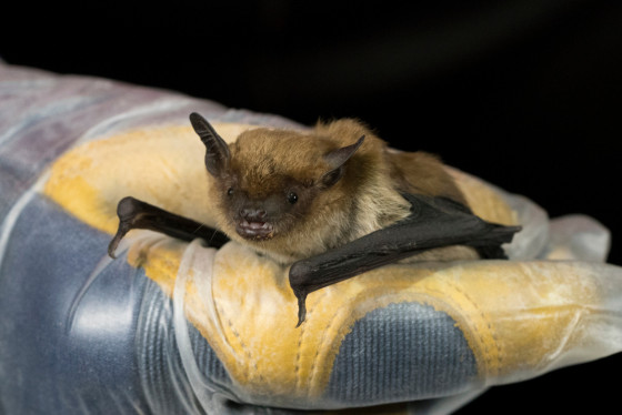 A big brown bat is cradled in someone's gloved hands. 