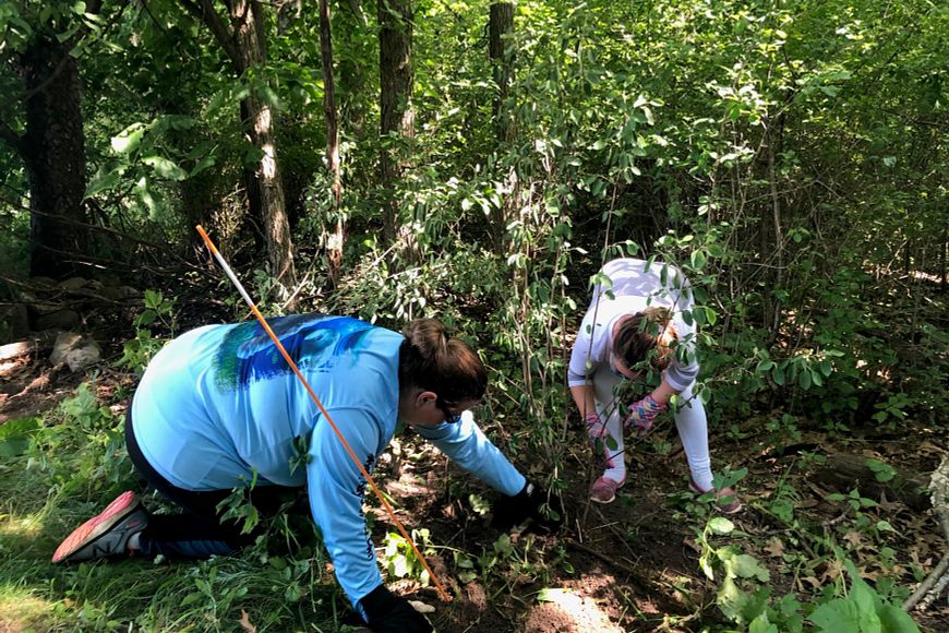 Two individuals kneel on the ground pulling invasive shrubs out of a lush, green forest.