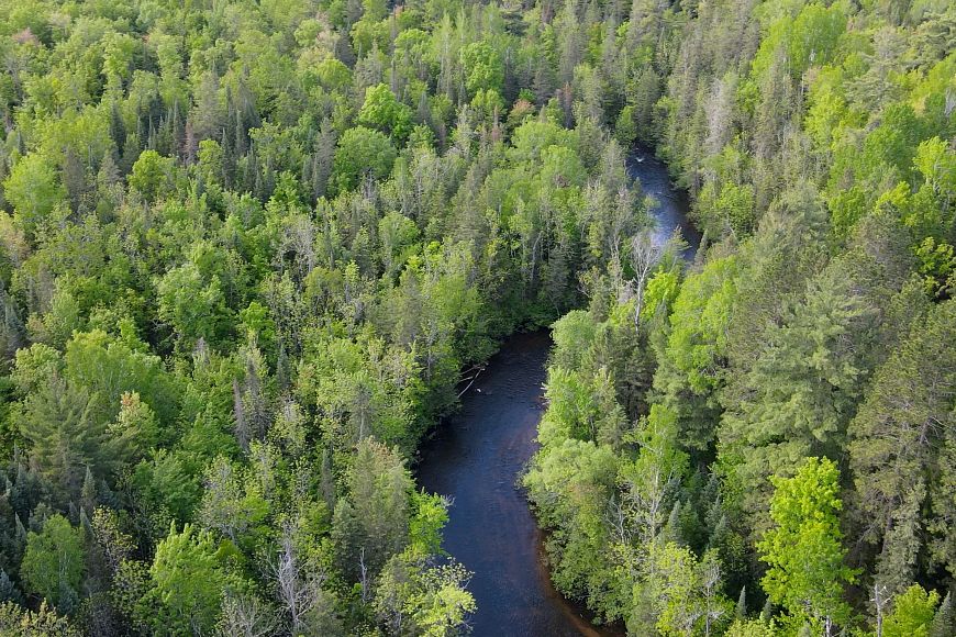 aerial view of a densely packed green forest with a river running through it